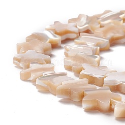 Natural Trochid Shell/Trochus Shell Beads&nbsp;SSHEL-O001-25C-01
