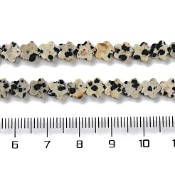 Natural Dalmatian Jasper Beads Strands&nbsp;G-B138-C08-01