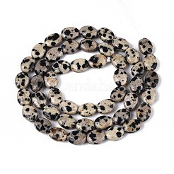 天然石ダルメシアンジャスパービーズ連売り  フラットオーバル  8x6x4mm  穴：0.8mm  約48~49個/連  14.88~15.16''（37.8~38.5センチメートル）&nbsp;G-T142-20