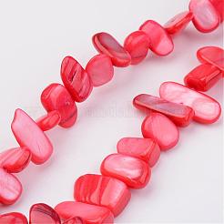 Natural Shell Bead Strands&nbsp;BSHE-P020-M
