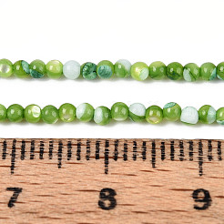 Dyed Natural Trochid Shell/Trochus Shell Beads Strands&nbsp;SSHEL-T017-13C