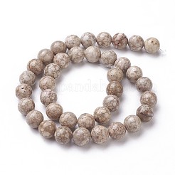 Natural Fossil Coral Beads Strands&nbsp;G-F563-02-10mm