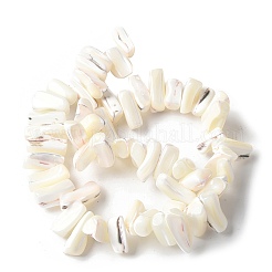 Dyed Natural Trochus Shell Beads Strands&nbsp;SSHEL-C013-09J