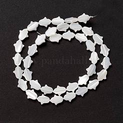 Natural Trochid Shell/Trochus Shell Beads&nbsp;SSHEL-O001-23A