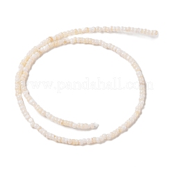 Natural Freshwater Shell Beads Strands&nbsp;SHEL-P017-01B-02