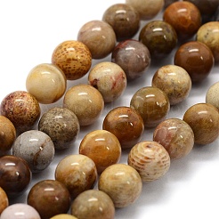 Natural Fossil Coral Beads Strands&nbsp;G-G763-12-12mm