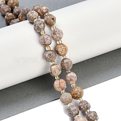 Natural Conch Fossil Beads Strands&nbsp;G-G182-B37-03