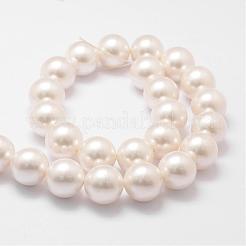 Shell Pearl Bead Strands&nbsp;BSHE-L026-03-16mm