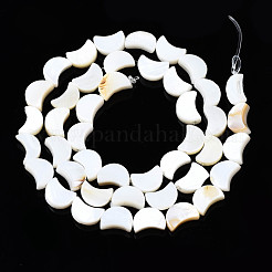 Natural Freshwater Shell Beads Strands&nbsp;SHEL-N026-151