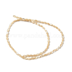 Natural Trochus Shell Beads Strands&nbsp;SHEL-K006-53