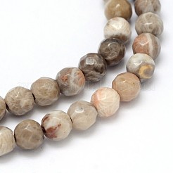 Natural Fossil Coral Round Bead Strands&nbsp;G-O094-08-4mm