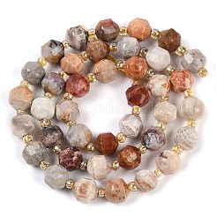 Natural Fossil Coral Beads Strands&nbsp;G-O201B-113F