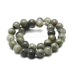 Natural Labradorite Bead Strands&nbsp;G-P256-01-6mm