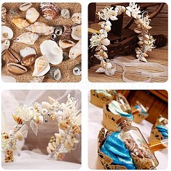 混合天然シェルビーズセット  ミックスカラー  16~65x8~29x8~27mm&nbsp;BSHE-PH0003-03