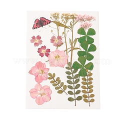 Pressed Dried Flowers&nbsp;DIY-YWC0001-95