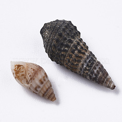 Natural Spiral Shell Beads&nbsp;SSHEL-S258-85