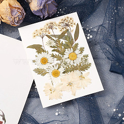 Pressed Dried Flowers&nbsp;DIY-YWC0001-100