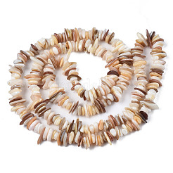 Natural Freshwater Shell Beads Strands&nbsp;SHEL-S278-071D