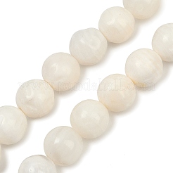 Natural White Shell Beads Strands&nbsp;BSHE-U002-01