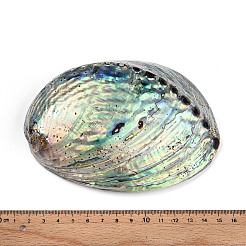 Natural Paua Shell Beads&nbsp;SSHEL-Q298-22