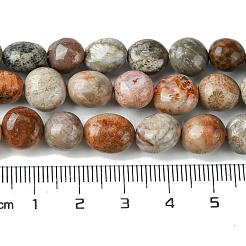 Natural Fossil Coral Beads Strands&nbsp;G-G117-A01-02