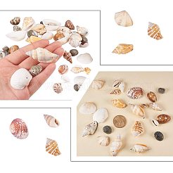 混合天然シェルビーズセット  ミックスカラー  16~65x8~29x8~27mm&nbsp;BSHE-PH0003-03