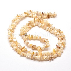 Natural Freshwater Shell Chip Bead Strands&nbsp;G-M205-20