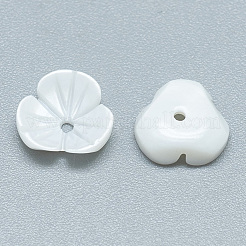 Freshwater Shell Beads&nbsp;SHEL-S275-013B