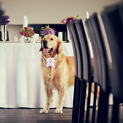 ベルベットのラインストーン取り外し可能なペットの結婚式のカップルのリングベアラーボックス  犬/猫の首輪結婚指輪ホルダープロポーズ婚約結婚式パーティー用  正方形  オーバル  33.7cm  箱：56x51.5x50ミリ&nbsp;RDIS-WH0019-08B