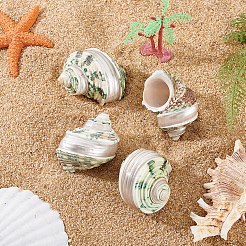 4Pcs Natural Shell&nbsp;FIND-PH0027-49