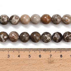 Natural Fossil Coral Beads Strands&nbsp;G-C288-A01-10mm