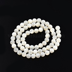 Natural White Shell Bead Strands&nbsp;SSHEL-N003-144E-01