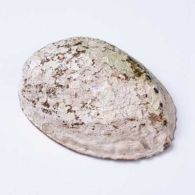 Natural Abalone Shell/Paua ShellDecoration&nbsp;SSHEL-K024-01A-1