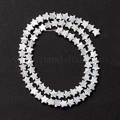 Natural Trochid Shell/Trochus Shell Beads&nbsp;SSHEL-O001-25A-01
