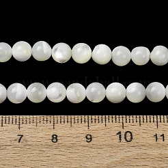 Natural Trochid Shell/Trochus Shell Beads Strands&nbsp;SH-CBA2978-16B