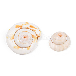 Natural Shiva Eye Shell Beads&nbsp;SSHEL-Q294-6