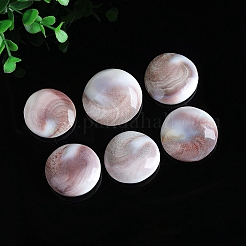 Natural Conch Shells Round Decorations&nbsp;PW-WG89460-01