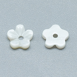 Freshwater Shell Beads&nbsp;SHEL-S275-010