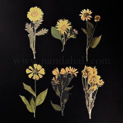 植物ペット粘着防水ステッカー 6 個  DIY フォトアルバム日記スクラップブック装飾用  ヒマワリ  きいろ  128~200x90~102x0.1mm&nbsp;DIY-K074-01D