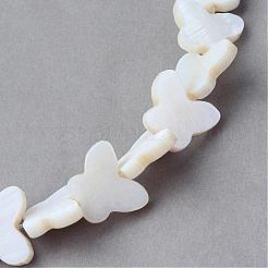 Natural Sea Shell Beads Strands&nbsp;SSHEL-Q296-38