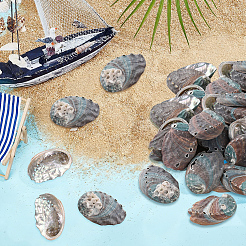 500G Natural Shell&nbsp;SSHEL-PH0001-37
