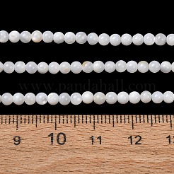Natural Freshwater Shell Beads Strands&nbsp;SH-CBA2978-07D-01