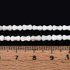 Natural Freshwater Shell Beads Strands&nbsp;SHEL-N038-01