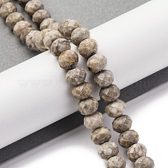 Natural Conch Fossil Beads Strands&nbsp;G-K380-A41-01