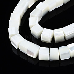 Natural Trochid Shell/Trochus Shell Beads Strands&nbsp;SSHEL-S266-008