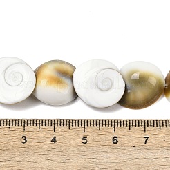 Natural Shiva Eye Shell Beads Strands&nbsp;SHEL-G021-01C