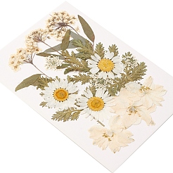 Pressed Dried Flowers&nbsp;DIY-YWC0001-100
