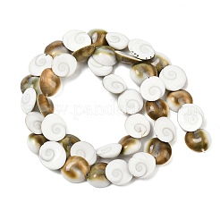 Natural Shiva Eye Shell Beads Strands&nbsp;SHEL-G021-01A