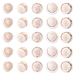 Natural Spiral Shell Red Lip Shell Beads&nbsp;BSHE-TA0002-02