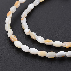 Natural Freshwater Shell Beads Strands&nbsp;SHEL-N027-08B